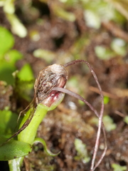 Corybas rivularis