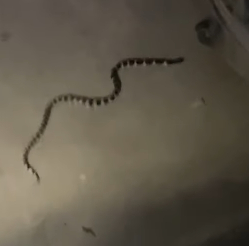 Many-banded Krait