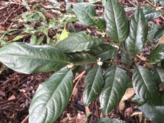 Lasianthus formosensis