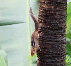 Funambulus tristriatus