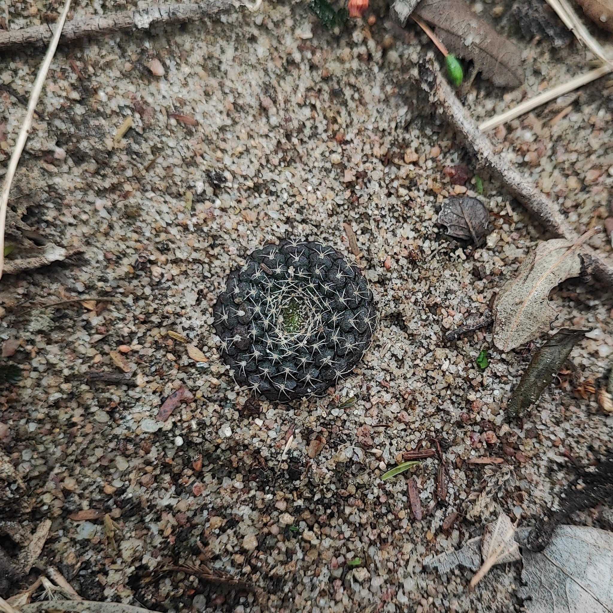 Frailea cataphracta