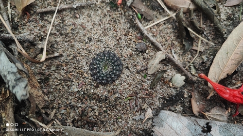 Frailea cataphracta