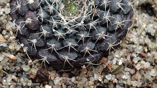 Frailea cataphracta