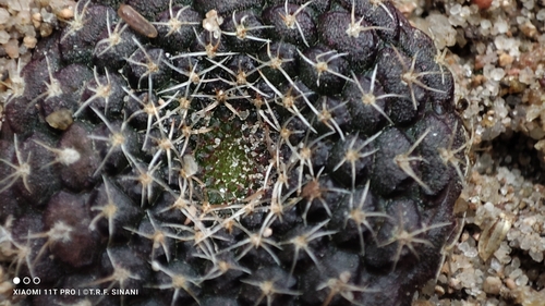 Frailea cataphracta