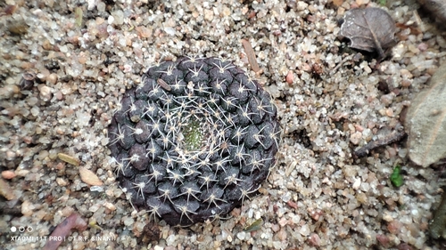 Frailea cataphracta