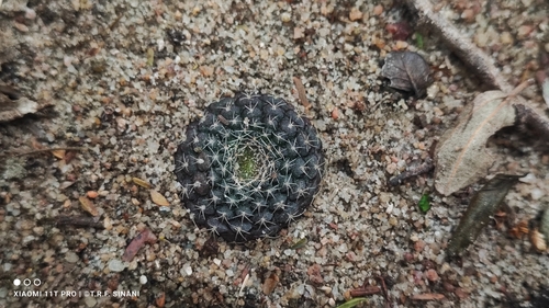 Frailea cataphracta
