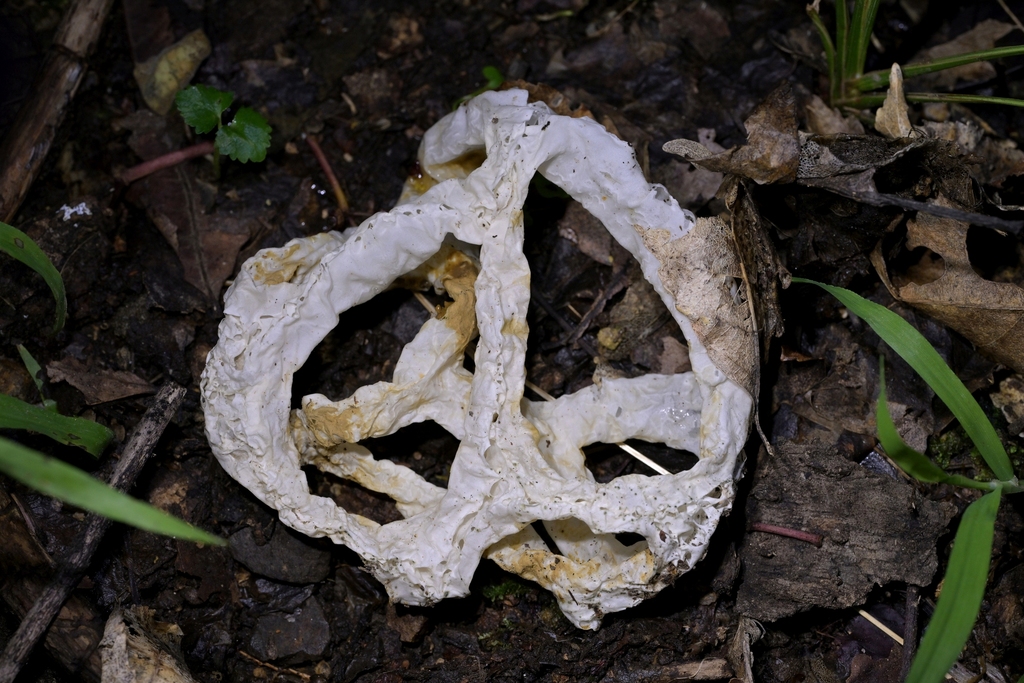 Ileodictyon cibarium · August 2025 · photo: © christopherstephens (iNaturalist, cc-by)