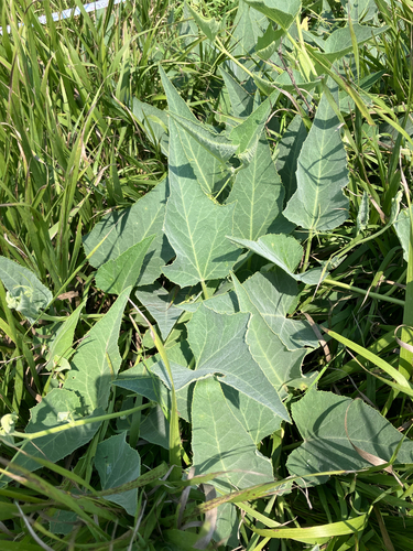 Buffalo Gourd
