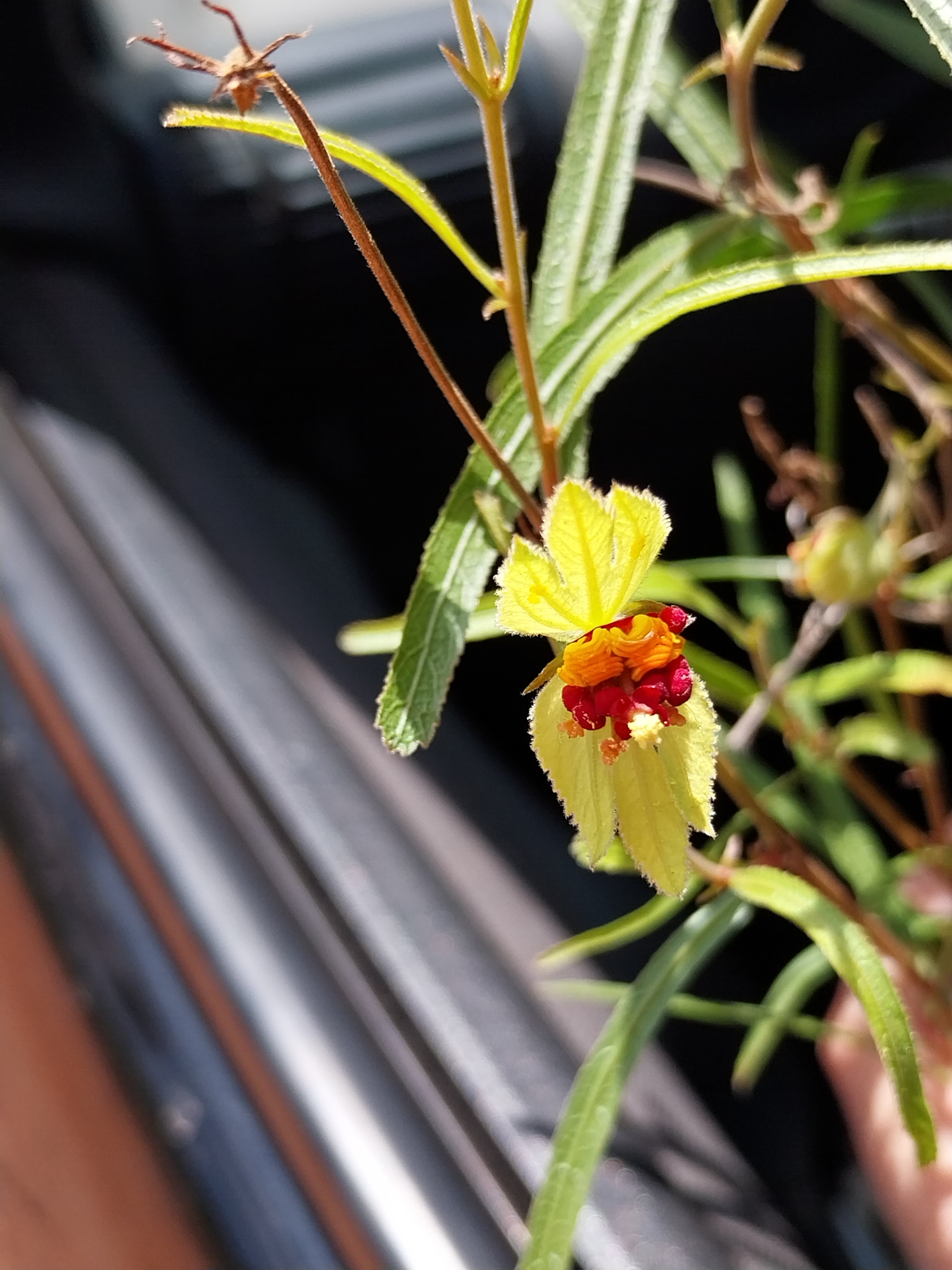 Dalechampia linearis