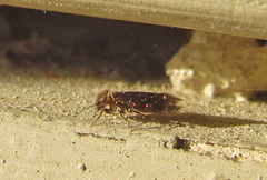 Lepidopsocidae
