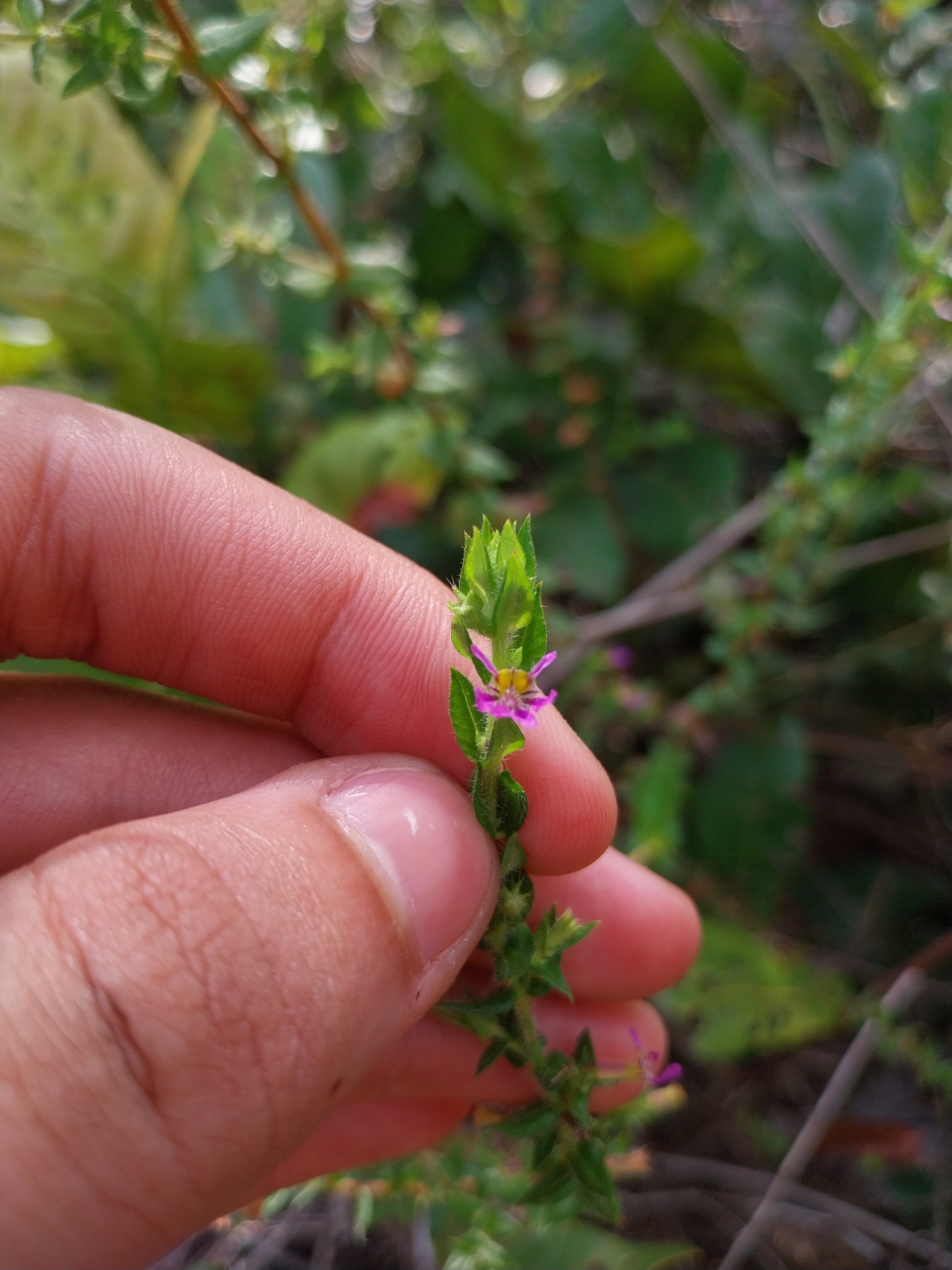 Cuphea antisyphilitica