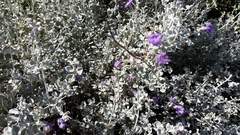 Leucophyllum candidum