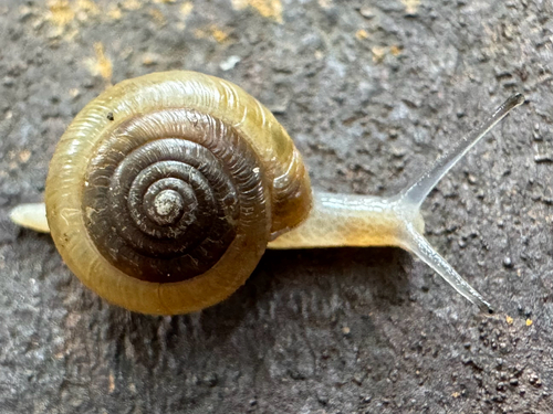 Perforate Dome Snail