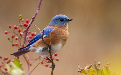 Eastern Bluebird photographed in Maine