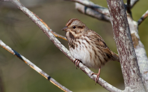 Song Sparrow photographed in Maine
