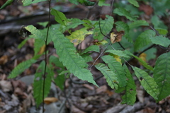 Castanea pumila