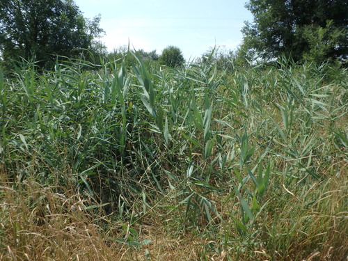 common reed