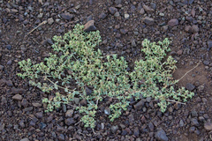 Euphorbia ocellata