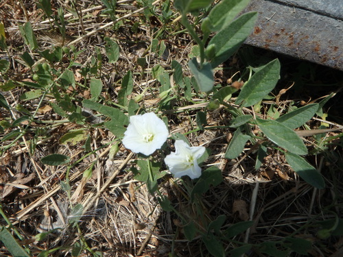 field bindweed