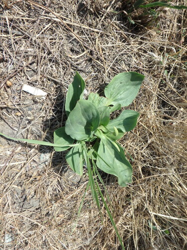 greater plantain