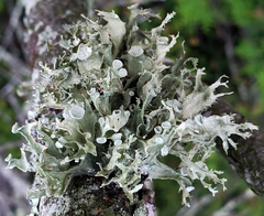 Ramalina sinensis