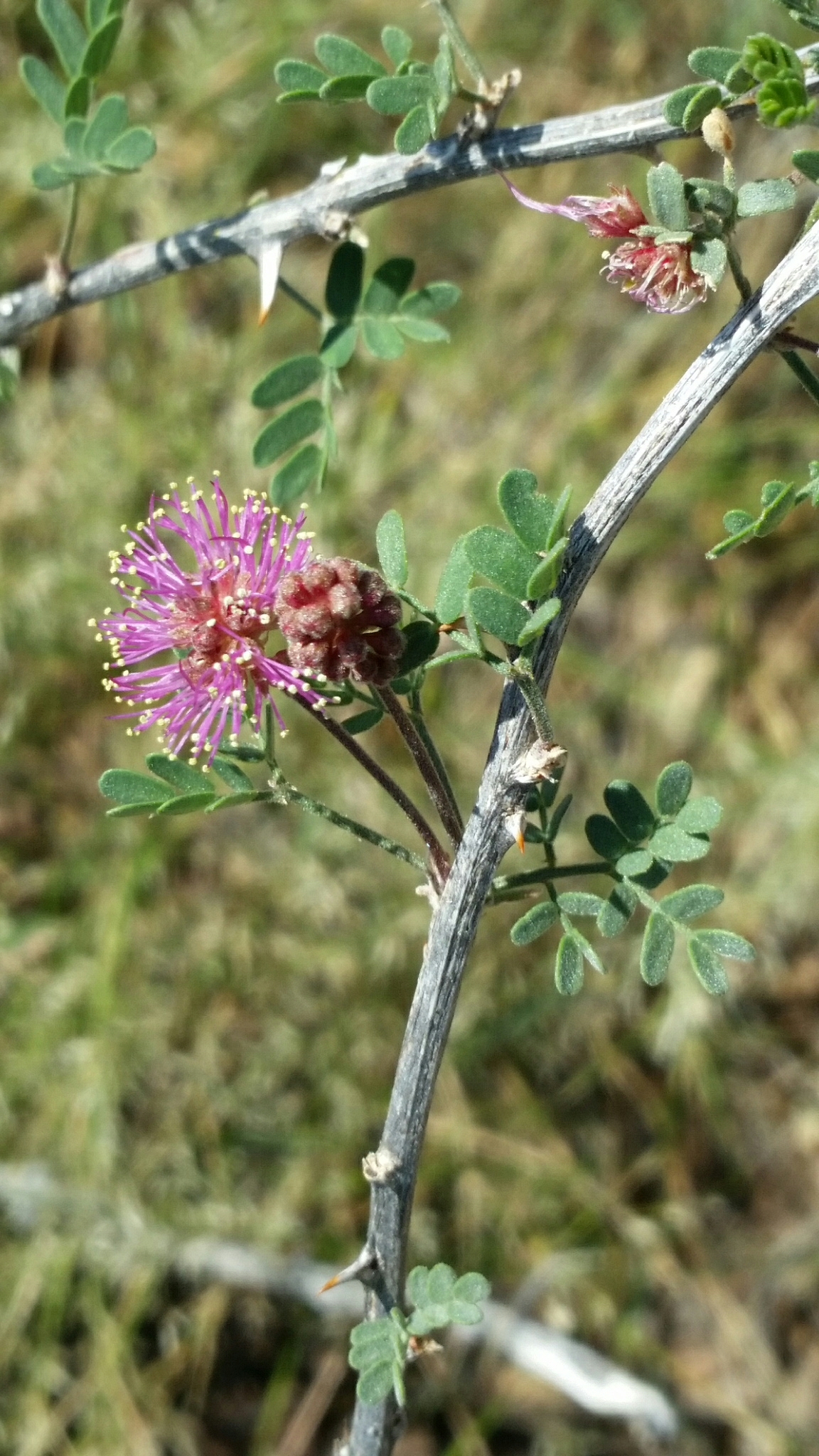 Mimosa emoryana