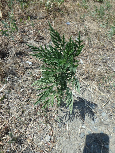 common ragweed