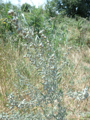 absinthe wormwood