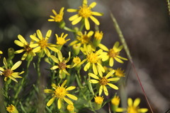 Senecio riddellii