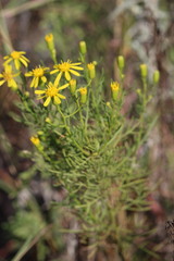 Senecio riddellii