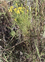 Senecio riddellii