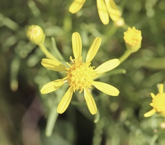 Senecio riddellii