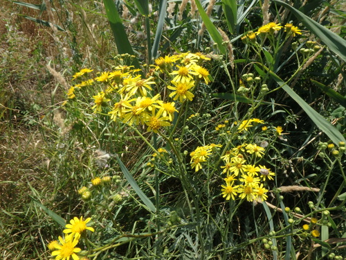 Jacobaea grandidentata