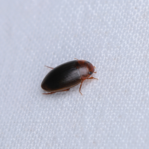 Copelatus glyphicus photo 6