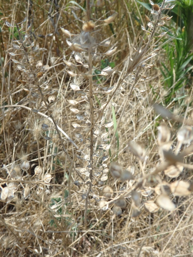 field peppergrass