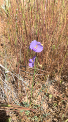 Swainsona procumbens