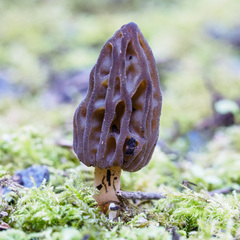 Morchella australiana