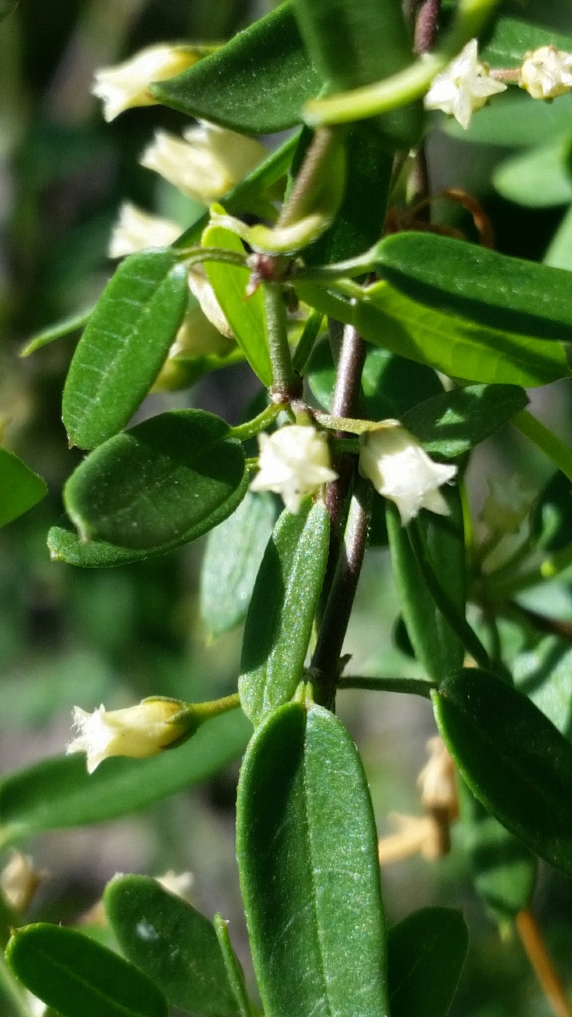Metastelma pringlei