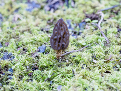 Morchella australiana