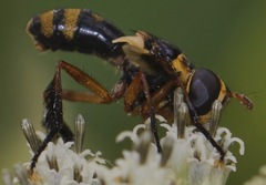 Trichopoda plumipes