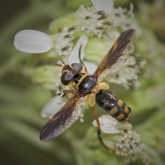 Trichopoda plumipes