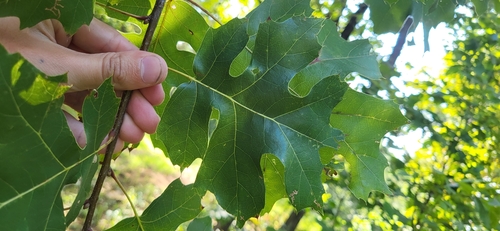 mapleleaf oak (Quercus acerifolia)