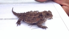 Phrynosoma