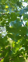 Quercus acerifolia, photograph (c) Laurel Meredyk, some rights reserved (CC BY)