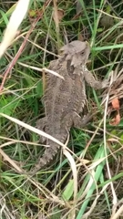 Phrynosoma