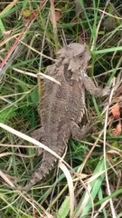 Phrynosoma