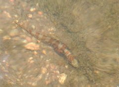 Liniparhomaloptera disparis