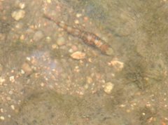 Liniparhomaloptera disparis