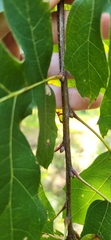 Quercus acerifolia, photograph (c) Laurel Meredyk, some rights reserved (CC BY)