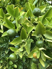 Citrus × microcarpa